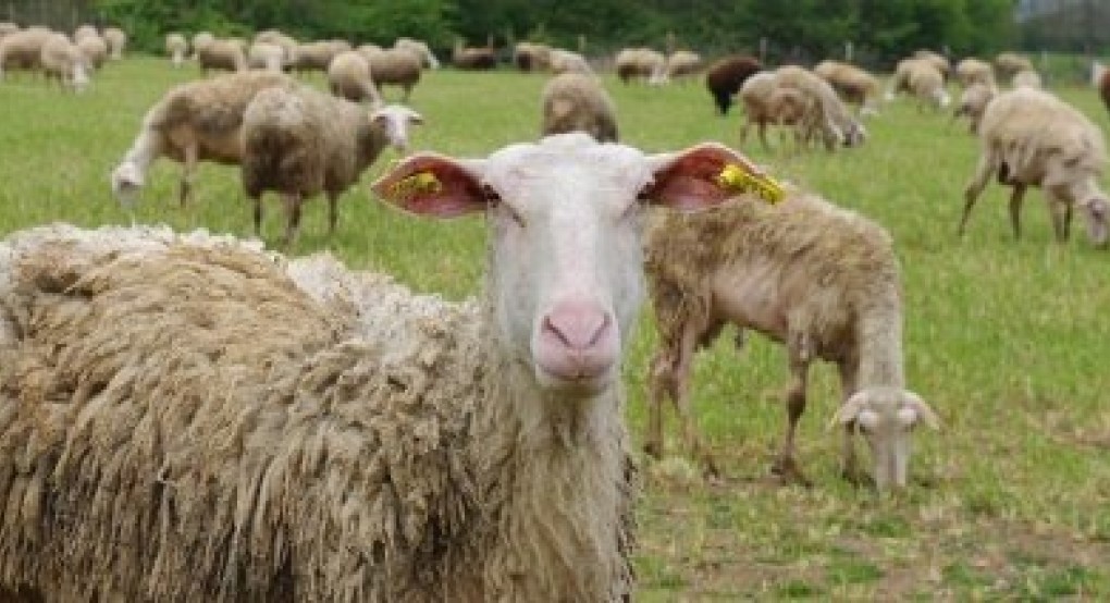 Ανησυχούν οι κτηνοτρόφοι για καθυστερήσεις πληρωμών και ελληνοποιήσεις εν όψει Πάσχα