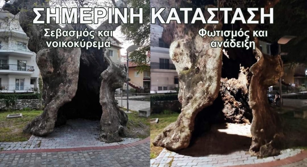 Δημήτρης Γιάννου: Περί πλατάνου Δημήτρης Γιάννου: Περί πλατάνου