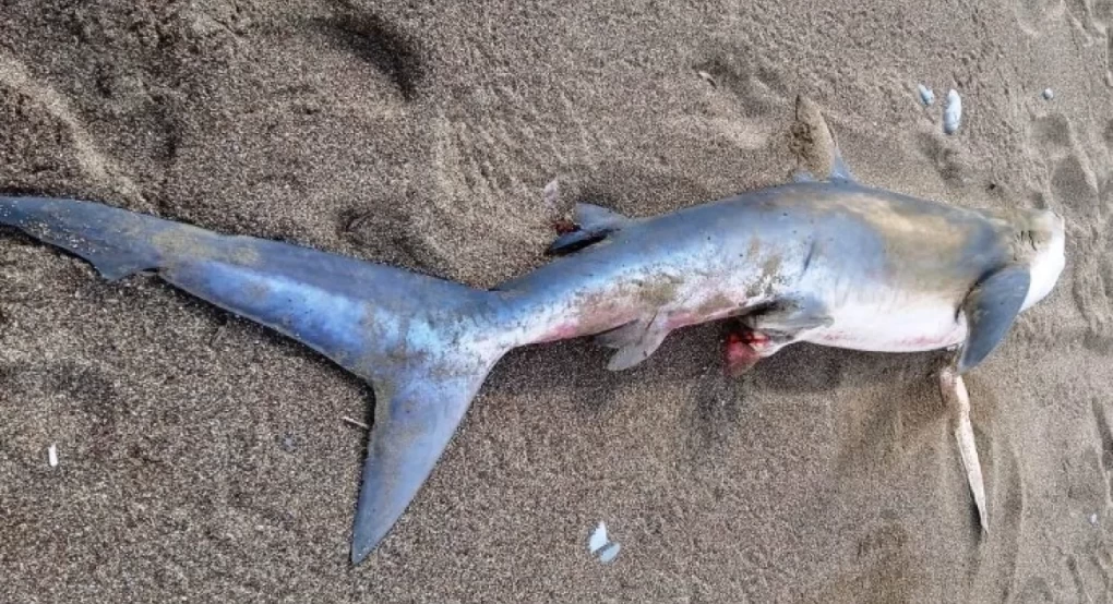 Kαρχαρίας ξεβράστηκε σε παραλία της Κισάμου