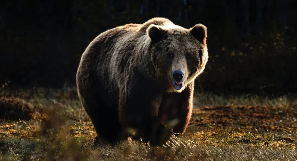 Ιταλία: Αρκούδα τραυμάτισε πεζοπόρο και τώρα σκοπεύουν να της κάνουν ευθανασία