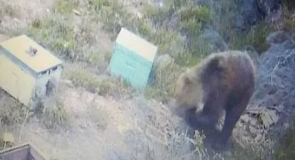 Αρκούδα… κόβει βόλτες στην ορεινή Χαλκιδική – Ξεκίνησε από τη Βόλβη, και «σαρώνει» τα μελίσσια