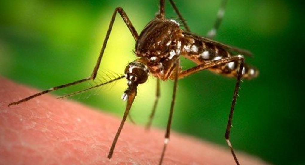 Πρόγραμμα δράσεων καταπολέμησης κουνουπιών στον Δήμο Αλμωπίας