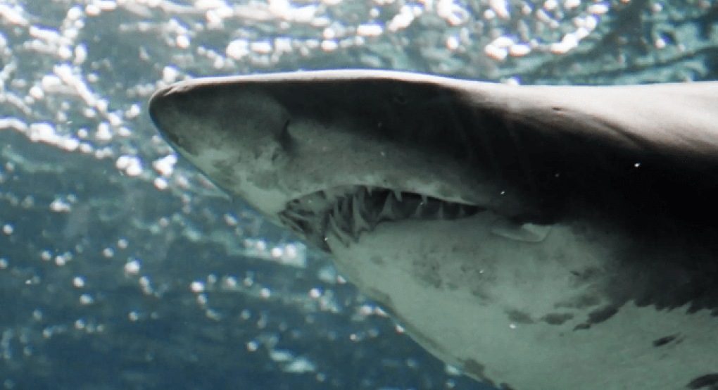 Φλόριντα: Σοκαριστικές εικόνες μετά από επίθεση καρχαρία σε 13χρονη – Τη γλύτωσαν οι γροθιές της