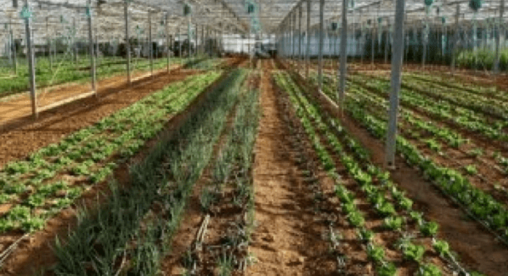Πονοκέφαλος ο καιρός για το φύτεμα των καπνών Πονοκέφαλος ο καιρός για το φύτεμα των καπνών
