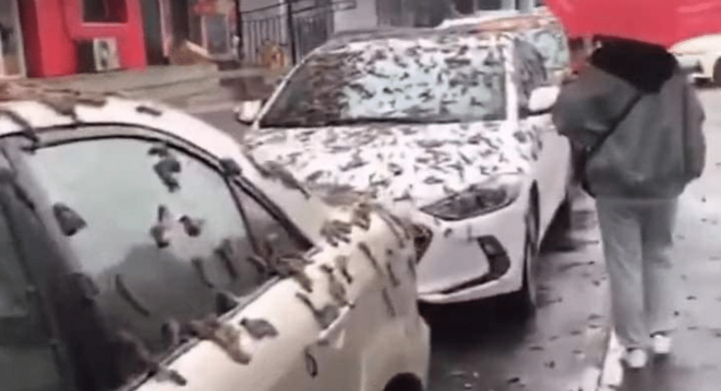 Ινδία: «Βροχή από λευκά σκουλήκια»...τρομοκράτησε μια ολόκληρη πόλη