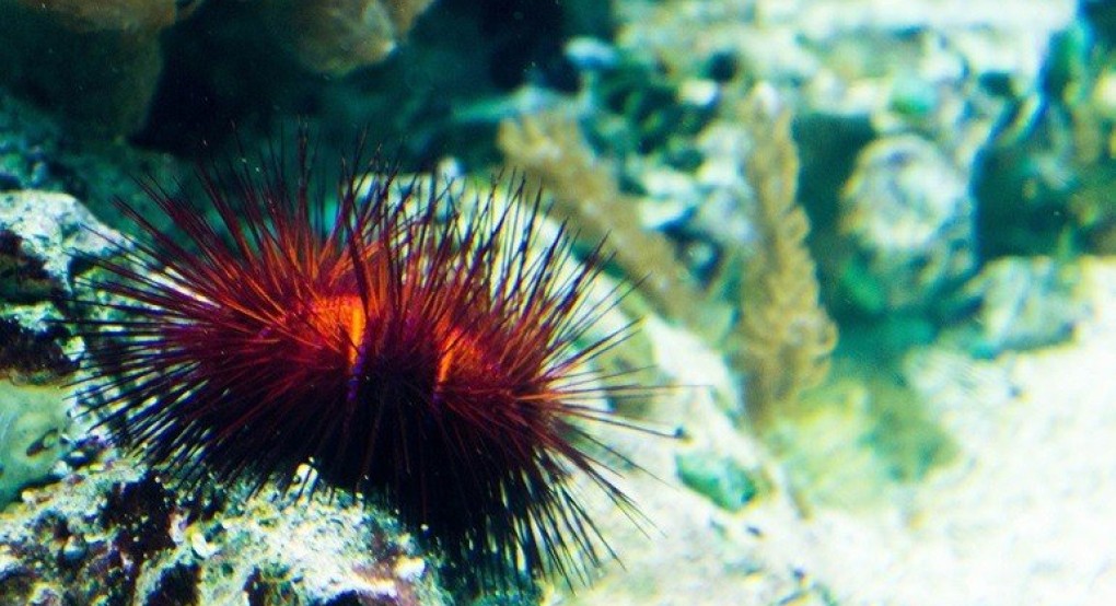 Επιδημία σκοτώνει τους αχινούς στην Ερυθρά Θάλασσα βάζοντας σε κίνδυνο τα κοράλλια