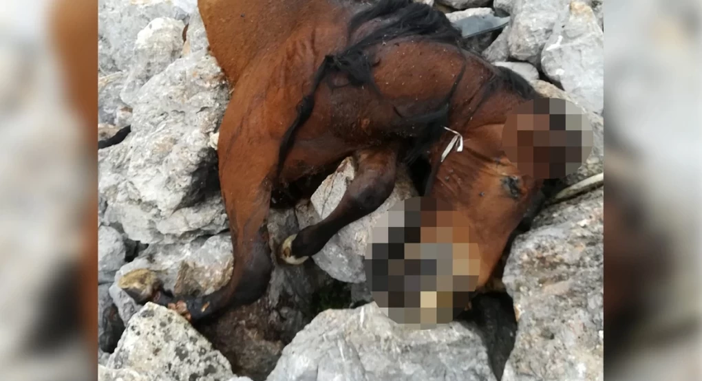 «Τσιπαρισμένα» και τα δυο άλογα που βρέθηκαν νεκρά στην Πάρνηθα - Θέμα χρόνου να εντοπιστεί ο ιδιοκτήτης τους