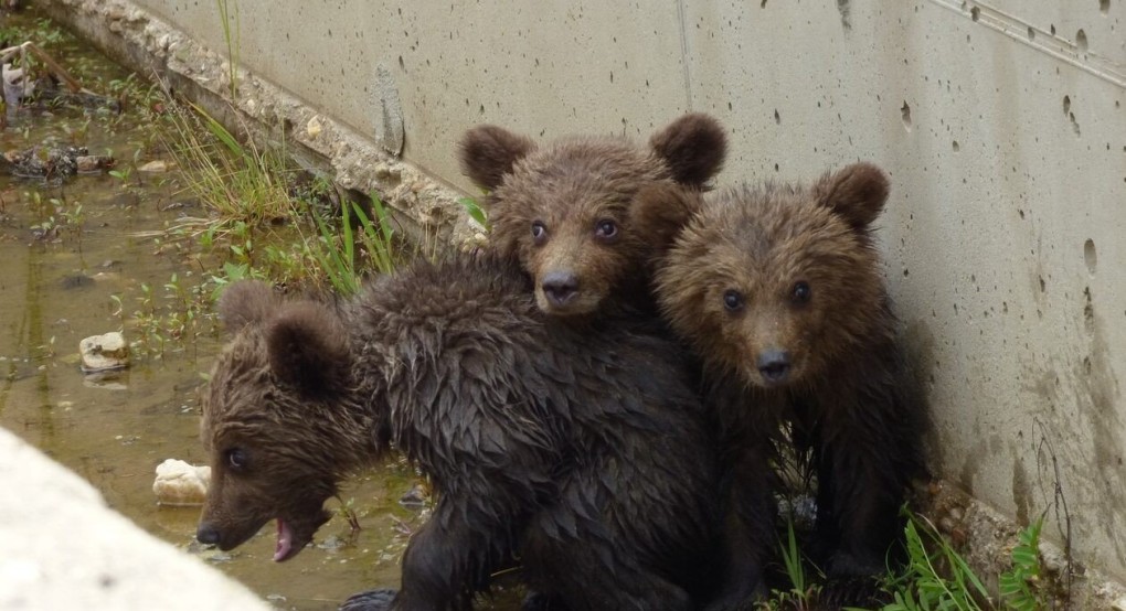 Φλώρινα: Σώθηκαν τα τρία μικρά αρκουδάκια που εγκλωβίστηκαν στο φράγμα