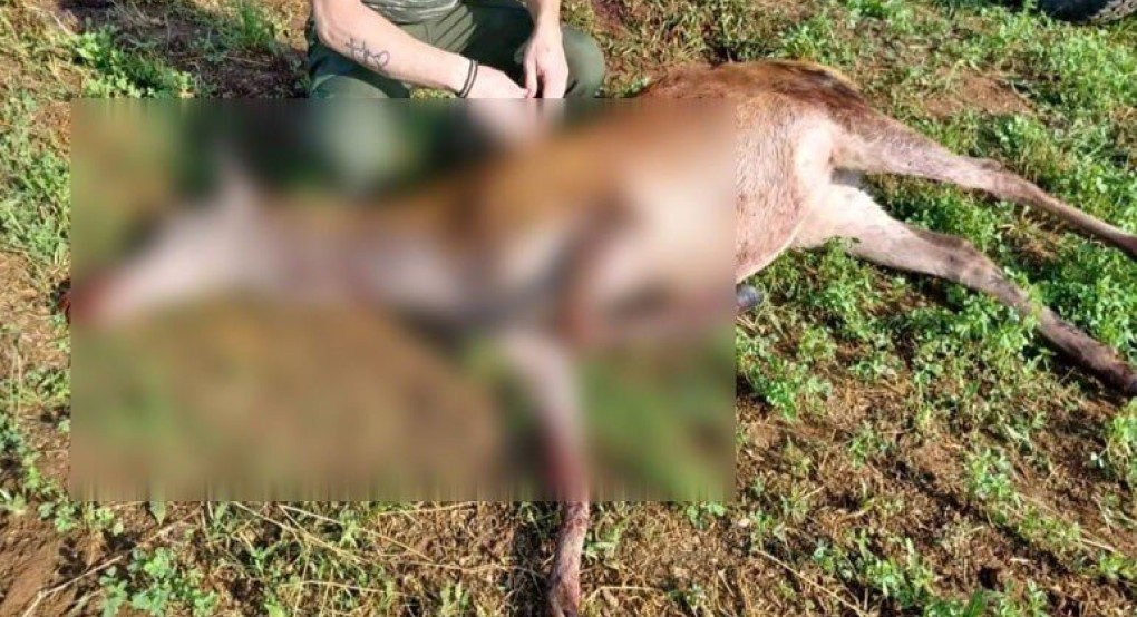 Με σκάγια στο σώμα του εντοπίστηκε νεκρό ελάφι στην Κερκίνη Με σκάγια στο σώμα του εντοπίστηκε νεκρό ελάφι στην Κερκίνη