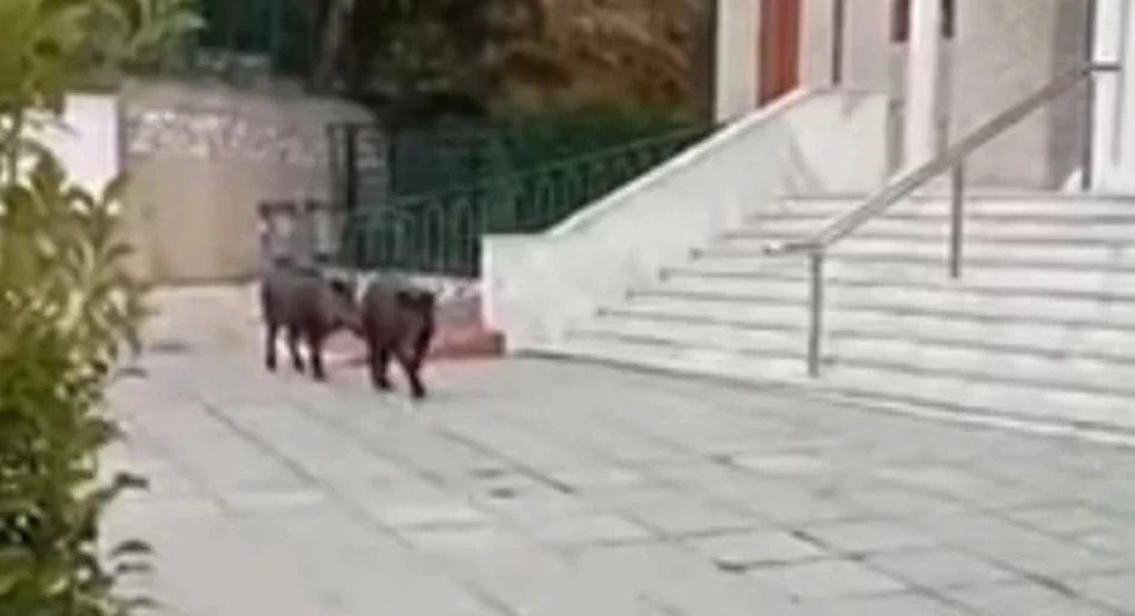 Αγριογούρουνα βγήκαν για πρωινό περίπατο στη Θεσσαλονίκη Αγριογούρουνα βγήκαν για πρωινό περίπατο στη Θεσσαλονίκη