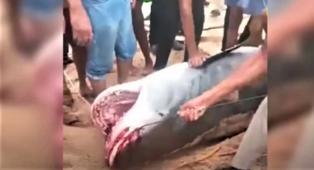 Αίγυπτος: Θηλυκός, έγκυος και 500 κιλά ήταν ο καρχαρίας-τίγρης που κατασπάραξε τον 23χρονο Ρώσο