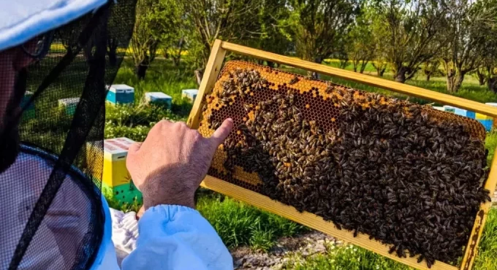 Μειωμένη κατά 70% η παραγωγή μελιού στην Κεντρική Μακεδονία λόγω βροχοπτώσεων