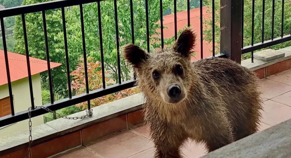 Τρίκαλα: Αρκουδάκι ανέβηκε στη βεράντα σπιτιού