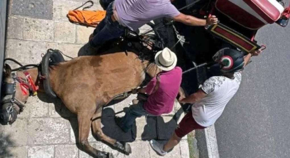 Παρέμβαση του Αρείου Πάγου για τον θάνατο του αλόγου στην Κέρκυρα