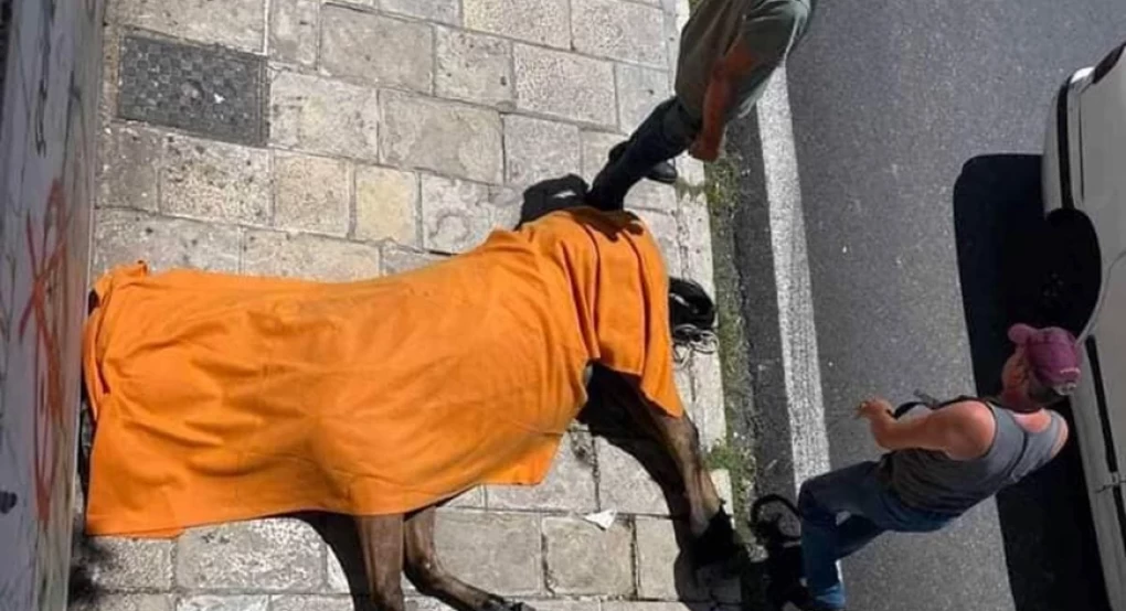 «Από φυσικά αίτια» ο θάνατος του αλόγου που ξεψύχησε στο δρόμο στην Κέρκυρα