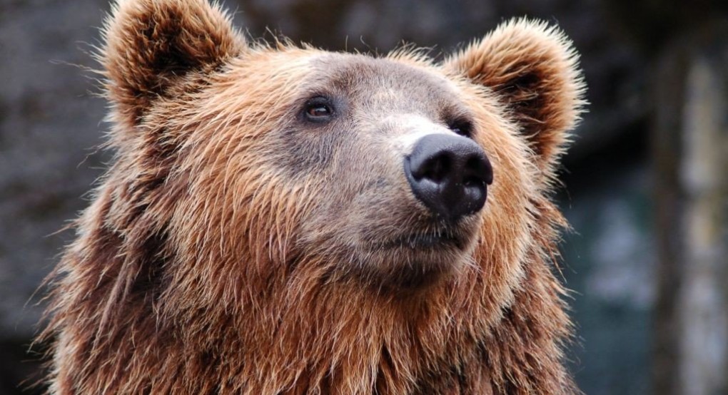 Συνέχεια στο σίριαλ με την αρκούδα που σκότωσε δρομέα - Δεν ακυρώνουν την θανάτωσή της