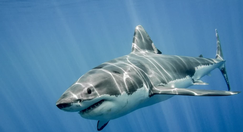 Επιστήμονες πιστεύουν πως καρχαρίες… τρώνε πακέτα κοκαΐνης που πετούν οι λαθρέμποροι στη θάλασσα