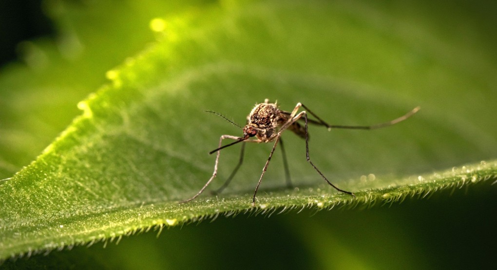 Δήμος Αλμωπίας: το πρόγραμμα της εβδομάδος για την καταπολέμηση των κουνουπιών