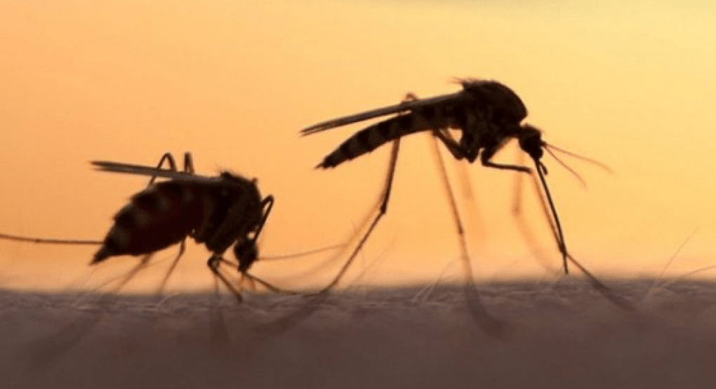 Δράση με την καταπολέμηση κουνουπιών στην Αλμωπία