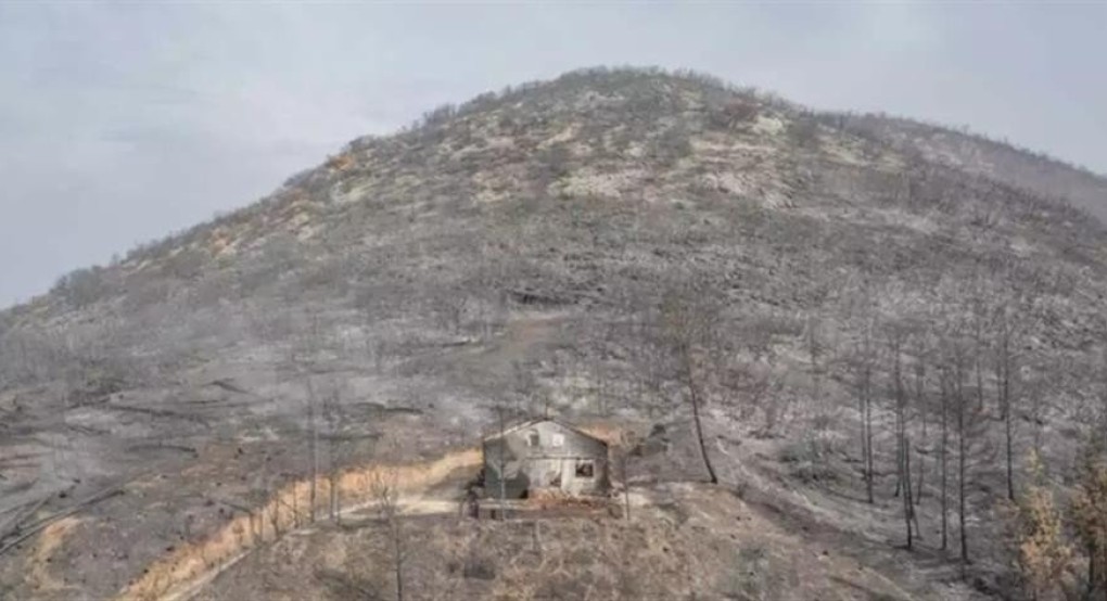 Φωτιά στον Έβρο: Δραματικός ο απολογισμός για τους ελαιώνες και την Κίρκη (εικόνες) Φωτιά στον Έβρο: Δραματικός ο απολογισμός για τους ελαιώνες και την Κίρκη (εικόνες)