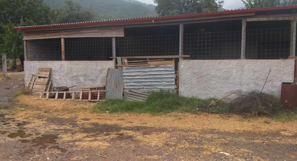 Πρόμαχοι: σε απόγνωση οι κτηνοτρόφοι από τις επιθέσεις λύκων-νέο περιστατικό Πρόμαχοι: σε απόγνωση οι κτηνοτρόφοι από τις επιθέσεις λύκων-νέο περιστατικό