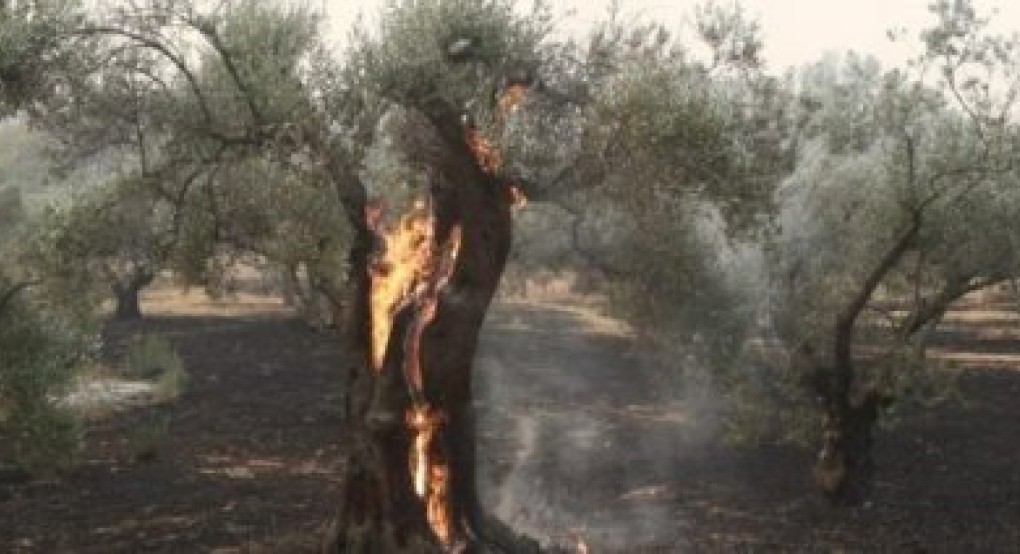 Το πλαίσιο στήριξης πυρόπληκτων αγροτών, επιχειρήσεων και νοικοκυριών του Έβρου