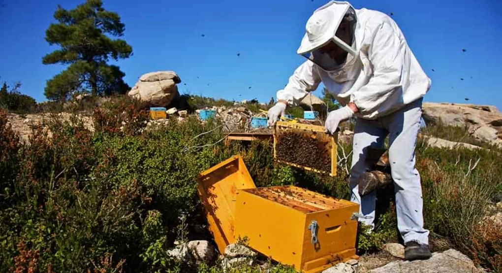 Μέλισσες: Οι επιπτώσεις των πυρκαγιών και της κλιματικής καταστροφής στους αρχαιότερους κατοίκους της Γης
