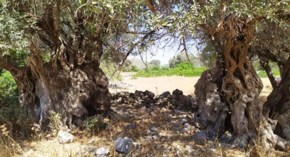 Ρόδος: Στάχτη έγιναν όλα τα υπεραιωνόβια ελαιόδεντρα στο χωριό Ασκληπειό