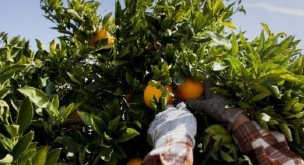Βγήκε το πλαίσιο χορήγησης συνδεδεμένης ενίσχυσης στο πορτοκάλι χυμοποίησης Βγήκε το πλαίσιο χορήγησης συνδεδεμένης ενίσχυσης στο πορτοκάλι χυμοποίησης