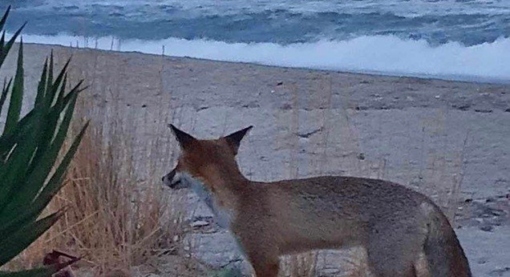 Θεσσαλονίκη: Αλεπού βολτάρει στην παραλία Ασπροβάλτας