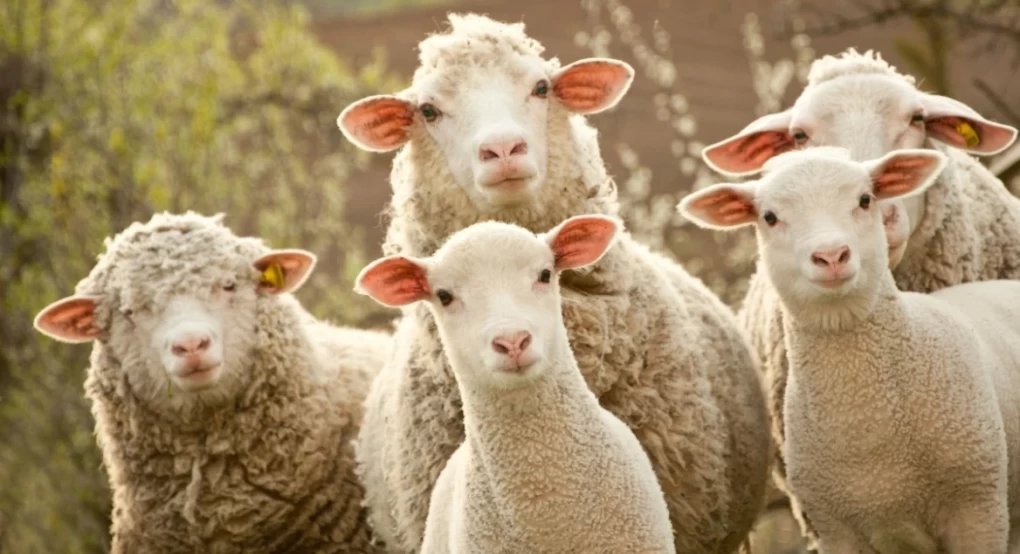 «Τα πρόβατα έφαγαν 300 κιλά χασίς και πρασινάδα, πηδούσαν πιο ψηλά απ’ τα κατσίκια» λέει ο ιδιοκτήτης της καλλιέργειας