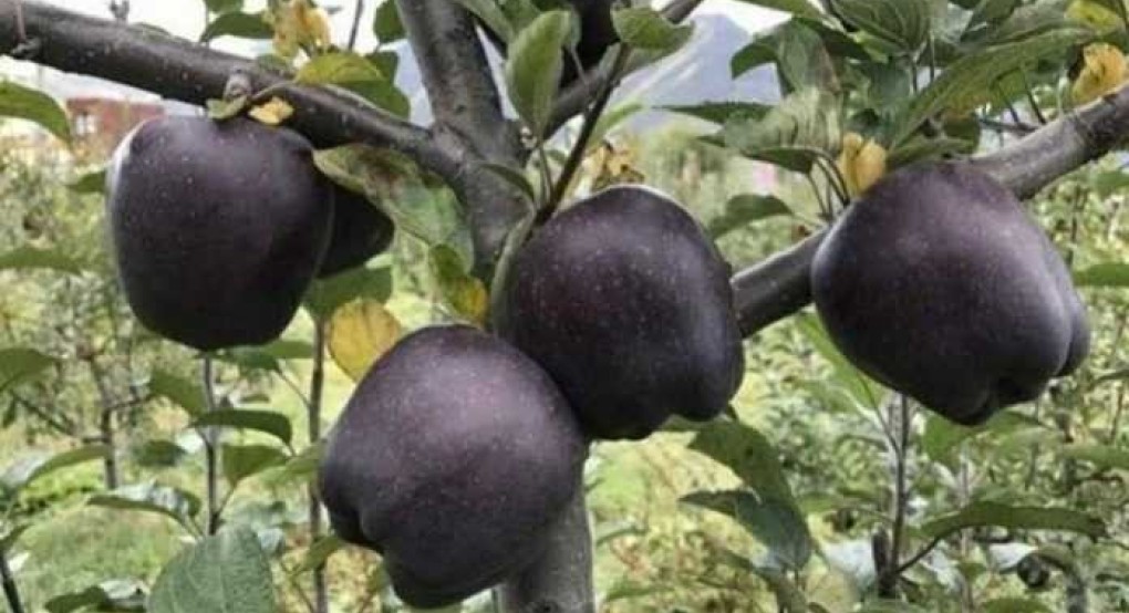 Τα σπάνια μαύρα μήλα που καλλιεργούνται σε ένα μόνο μέρος του κόσμου