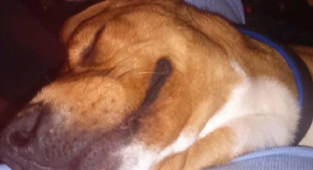 Νεαρός μαχαίρωσε σκυλάκι και επιχείρησε να του βάλει φωτιά!