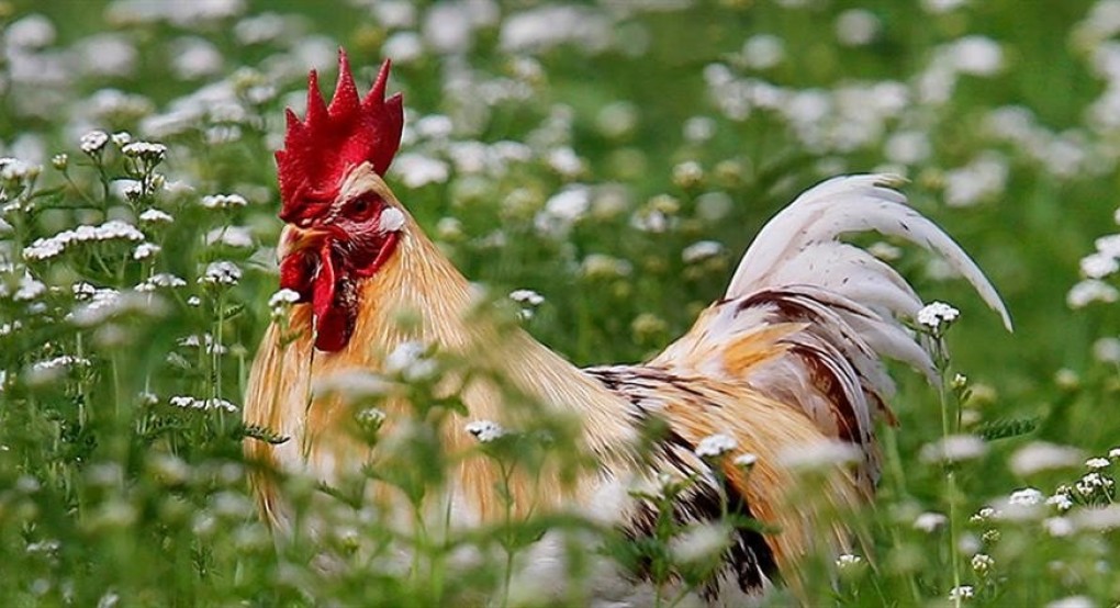 Αθώος ο κόκορας “Μορίς” που κατηγορείτο για ηχορύπανση