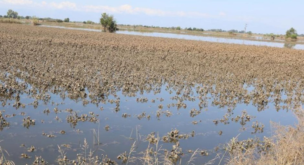 Αποζημίωση 85 ευρώ για κάθε πρόβατο και 180 και 160 ευρώ το στρέμμα αντίστοιχα σε βαμβάκι καλαμπόκι Αποζημίωση 85 ευρώ για κάθε πρόβατο και 180 και 160 ευρώ το στρέμμα αντίστοιχα σε βαμβάκι καλαμπόκι