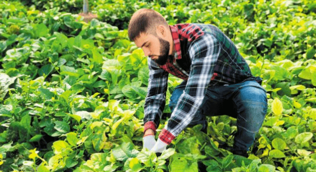 Ανακοίνωση για τα αιτήματα στήριξης προς ένταξη στο Υπομέτρο 6.1 «Εγκατάσταση Νέων Γεωργών»