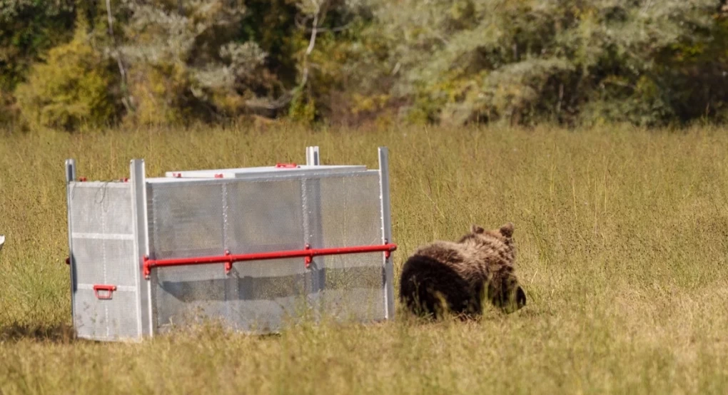 Κοζάνη: Επέστρεψε στο δάσος νεαρή αρκούδα που τραυματίστηκε σε τροχαίο στην Κοζάνη