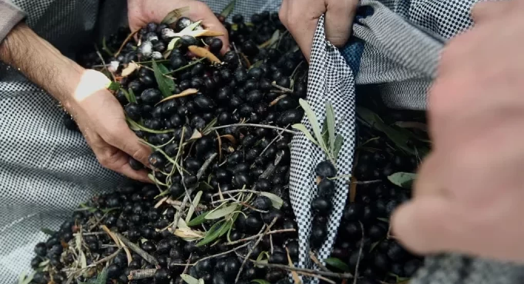 Έκλεψαν 36 τσουβάλια με ελιές από χωράφι στους Γαργαλιάνους