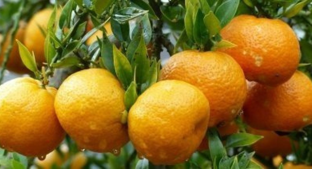 Στα 0,46 €/kg οι τιμές παραγωγού για Ναβελίνες, 0,20€/kg για χυμοποίηση και 0,82 €/kg για Κλημεντίνες Στα 0,46 €/kg οι τιμές παραγωγού για Ναβελίνες, 0,20€/kg για χυμοποίηση και 0,82 €/kg για Κλημεντίνες