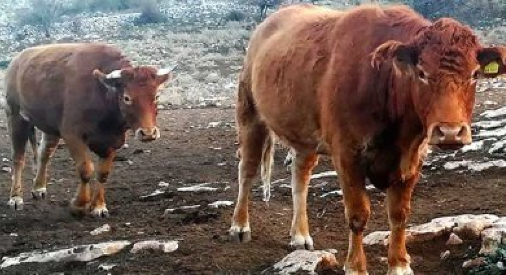 Καθυστερεί η στήριξη στους πληγέντες κτηνοτρόφους, ενώ ασφυκτιούν από χρόνια προβλήματα Καθυστερεί η στήριξη στους πληγέντες κτηνοτρόφους, ενώ ασφυκτιούν από χρόνια προβλήματα