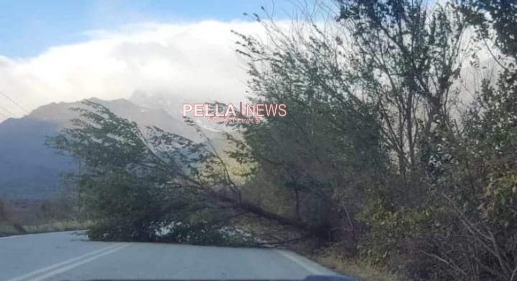 Αλμωπία: Δυνατοί άνεμοι και πτώσεις δέντρων Αλμωπία: Δυνατοί άνεμοι και πτώσεις δέντρων