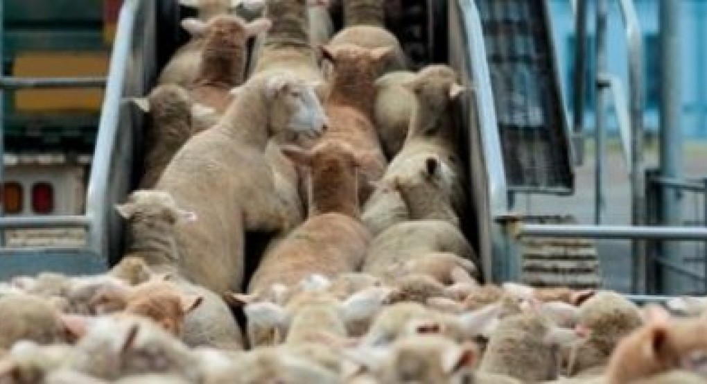 Προσεχώς νέοι κανόνες για την μεταφορά και την καλή διαβίωση παραγωγικών και οικόσιτων ζώων Προσεχώς νέοι κανόνες για την μεταφορά και την καλή διαβίωση παραγωγικών και οικόσιτων ζώων