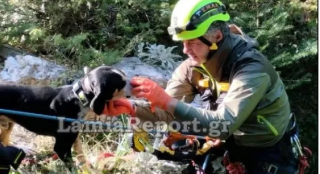 Η ΕΜΑΚ διέσωσε σκύλο που έπεσε σε χαράδρα σε βουνό της Εύβοιας