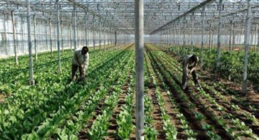 Σε λειτουργία βάση δεδομένων από την ΕΘ.Ε.Α.Σ. για τη μετάκληση εργατών γης