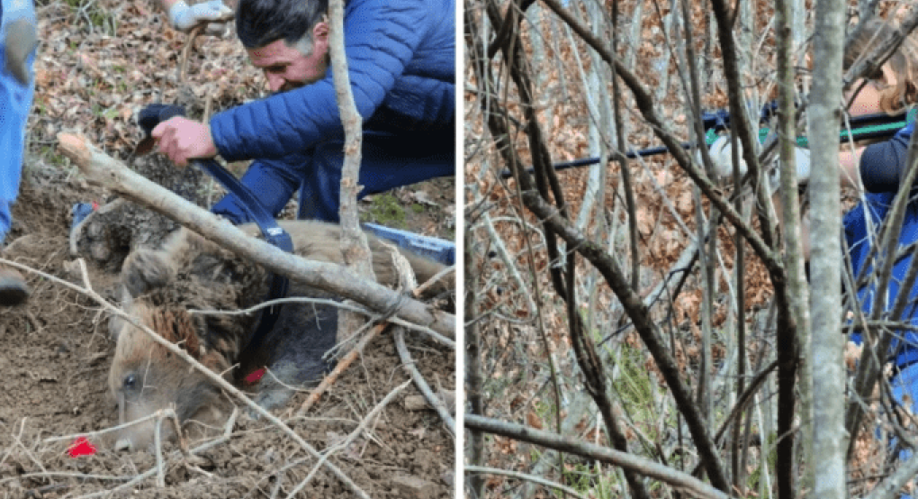 Ελληνοαλβανική συνεργασία για την απελευθέρωση παγιδευμένης αρκούδας στην Θεσσαλονίκη