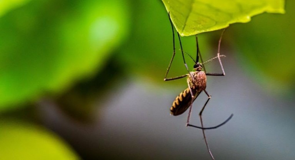 Σε επιφυλακή στην Κρήτη για το κουνούπι Aedes Aegypti – Τι μεταδίδει