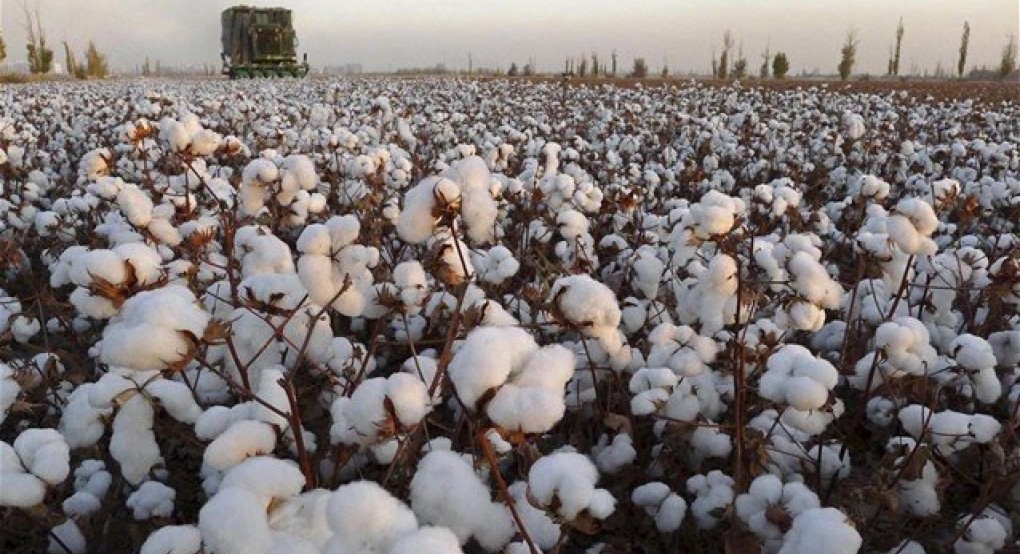  Η  Δ.Α.Ο.Κ  Πέλλας ενημερώνει τους βαμβακοκαλλιεργητές για της απαραίτητες μετασυλλεκτικές ενέργειες 