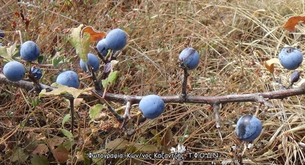 Η Τσαπουρνιά ή Προύνος η ακανθώδης (Prunus spinosa L.) Η Τσαπουρνιά ή Προύνος η ακανθώδης (Prunus spinosa L.)