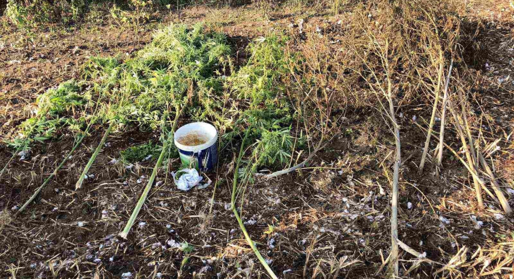 Σύλληψη 59χρονου που καλλιεργούσε σε αγροτική περιοχή της Πέλλας, 13 δενδρύλλια κάνναβης 