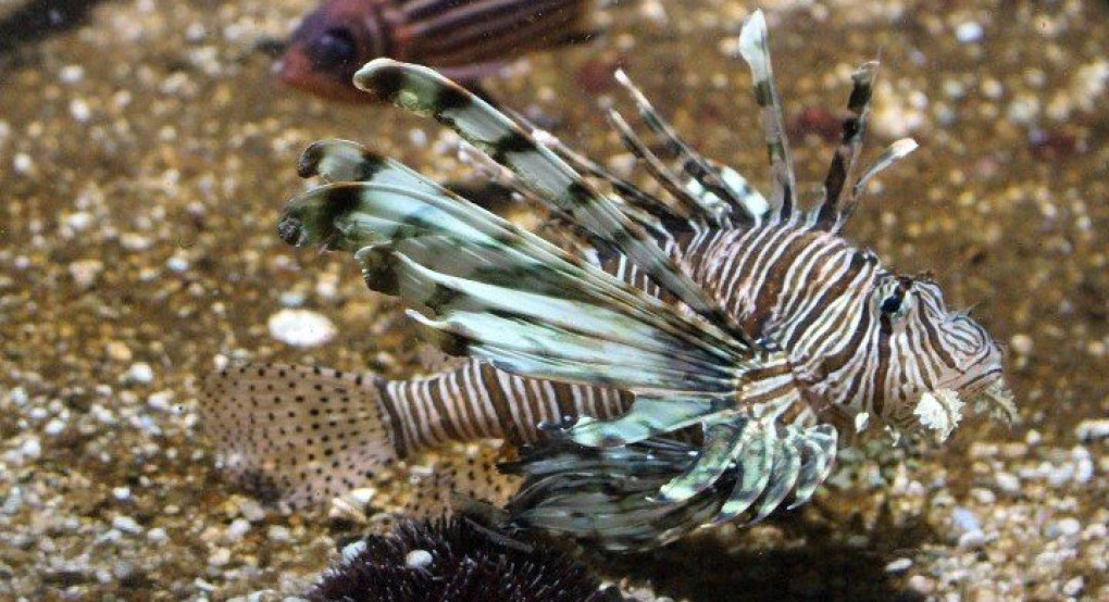 Ξενικά ψάρια στην Ελλάδα από την Ερυθρά Θάλασσα